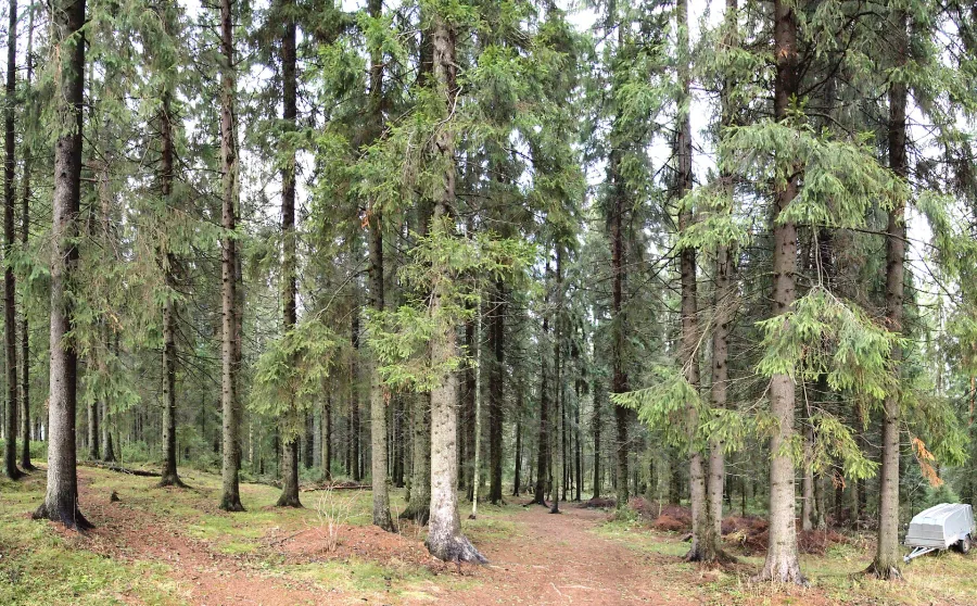 Finnish pine forest in autumn colours, with a path running between the trunks.