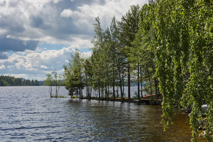 The shore of a Finnish lake in summer, with forest and still trees along the water.